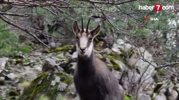 Türkiye’de en düşük rakımda sadece Gümüşhane’de görülüyor
