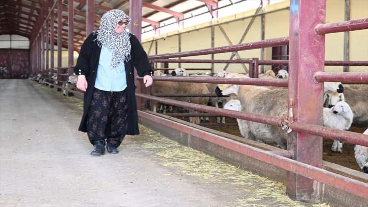 Aldığı devlet desteğiyle 103 koyunu 800 başa çıkarttı