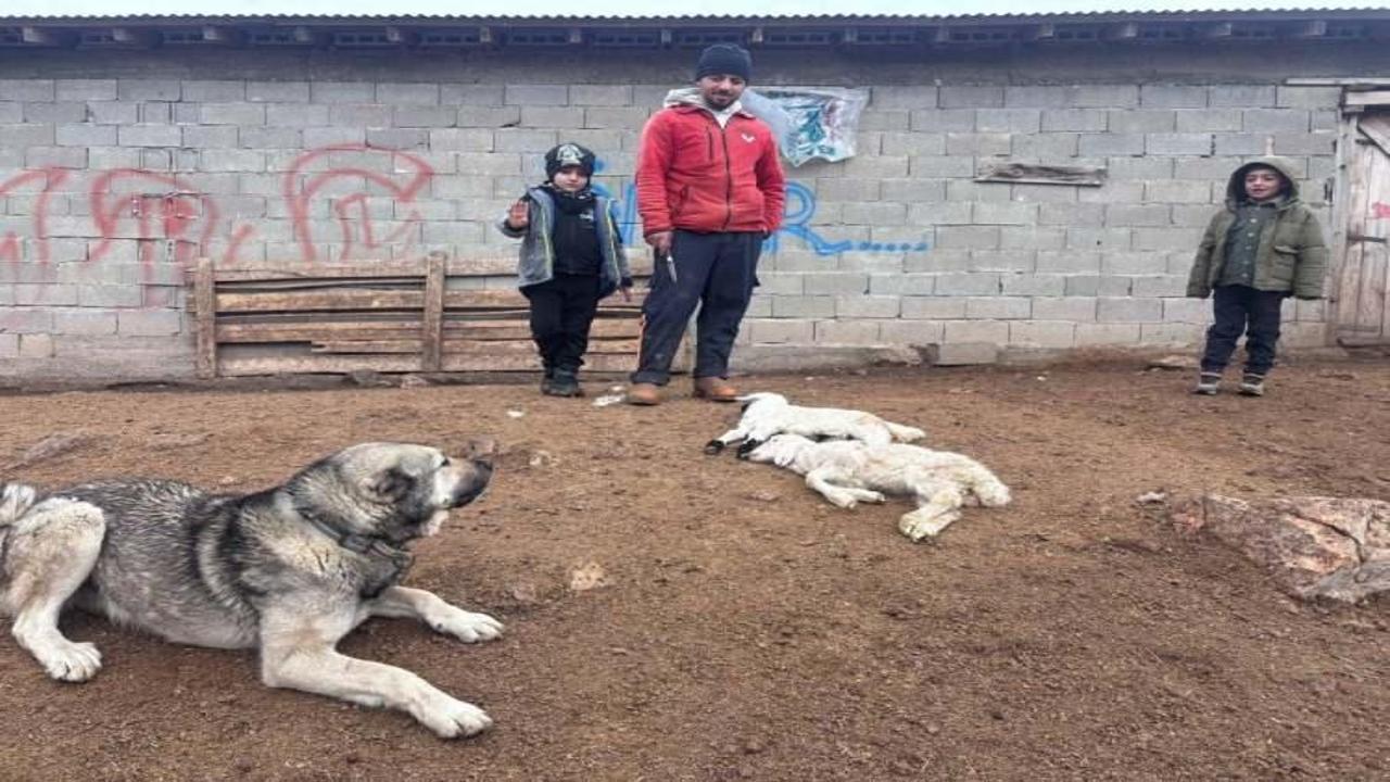 Erzincan'da sır hastalık! Besiciler çaresiz kaldı: 50 kuzu peş peşe telef oldu