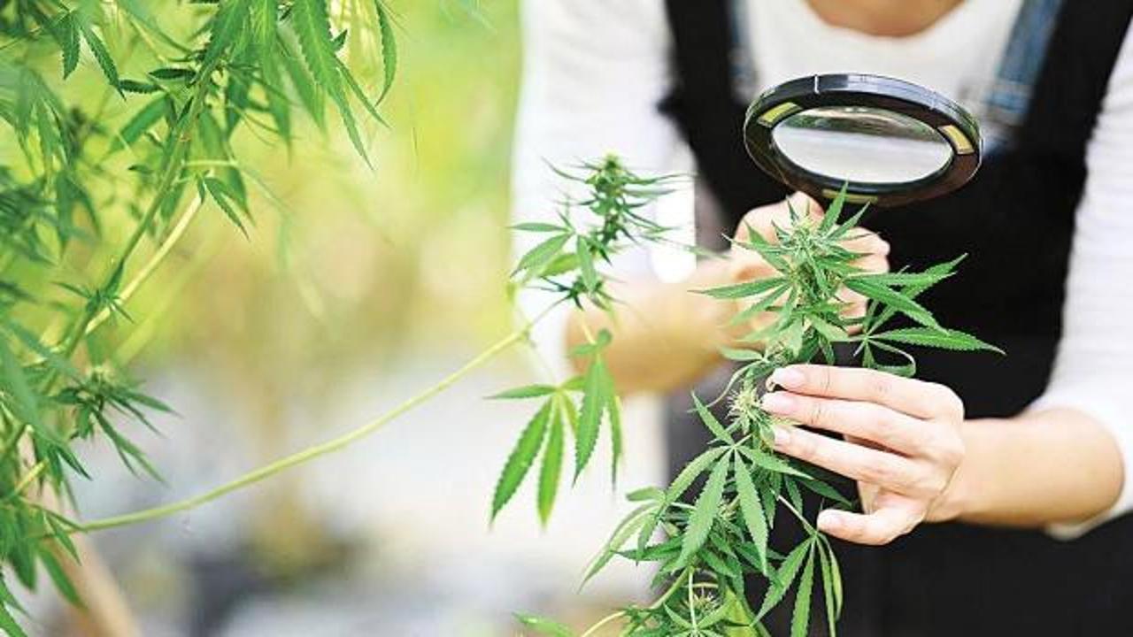 Kenevir üretiminde yeni dönem: Kota ve denetim esaslı model devreye girdi