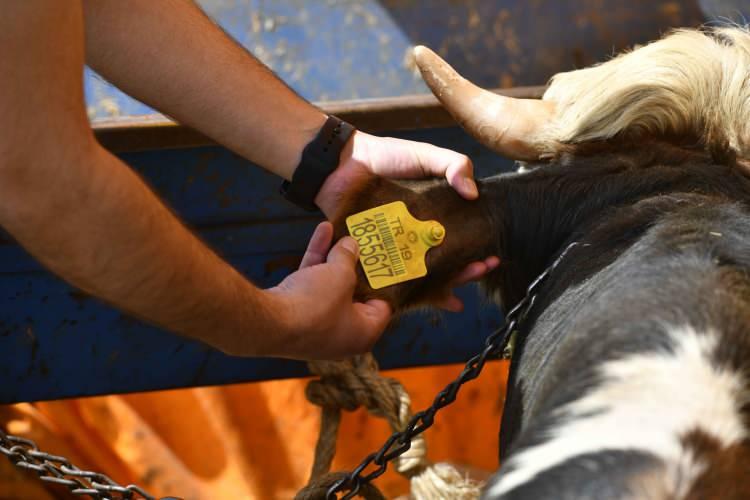 Kurbanlık pazarlıkları başladı! İlk fiyatlar belli oldu