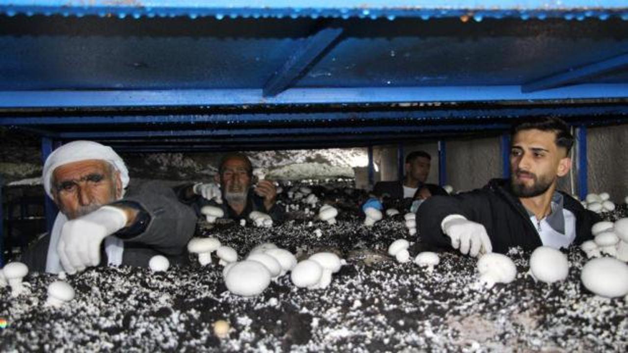 Dededen kalma mağaraya tesis kurdu: Yılda 3 ton üretiyor