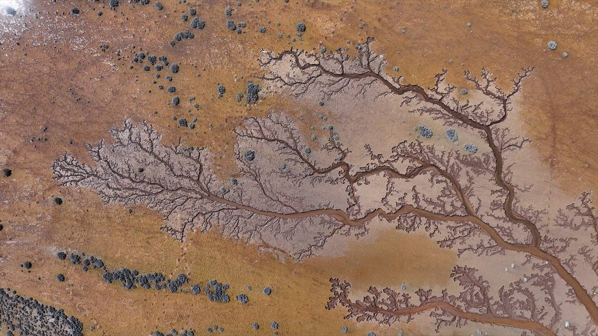 Kendiliğinden oluşan hayat ağacı! Kayseri’de göl havzasında ilginç görüntüler