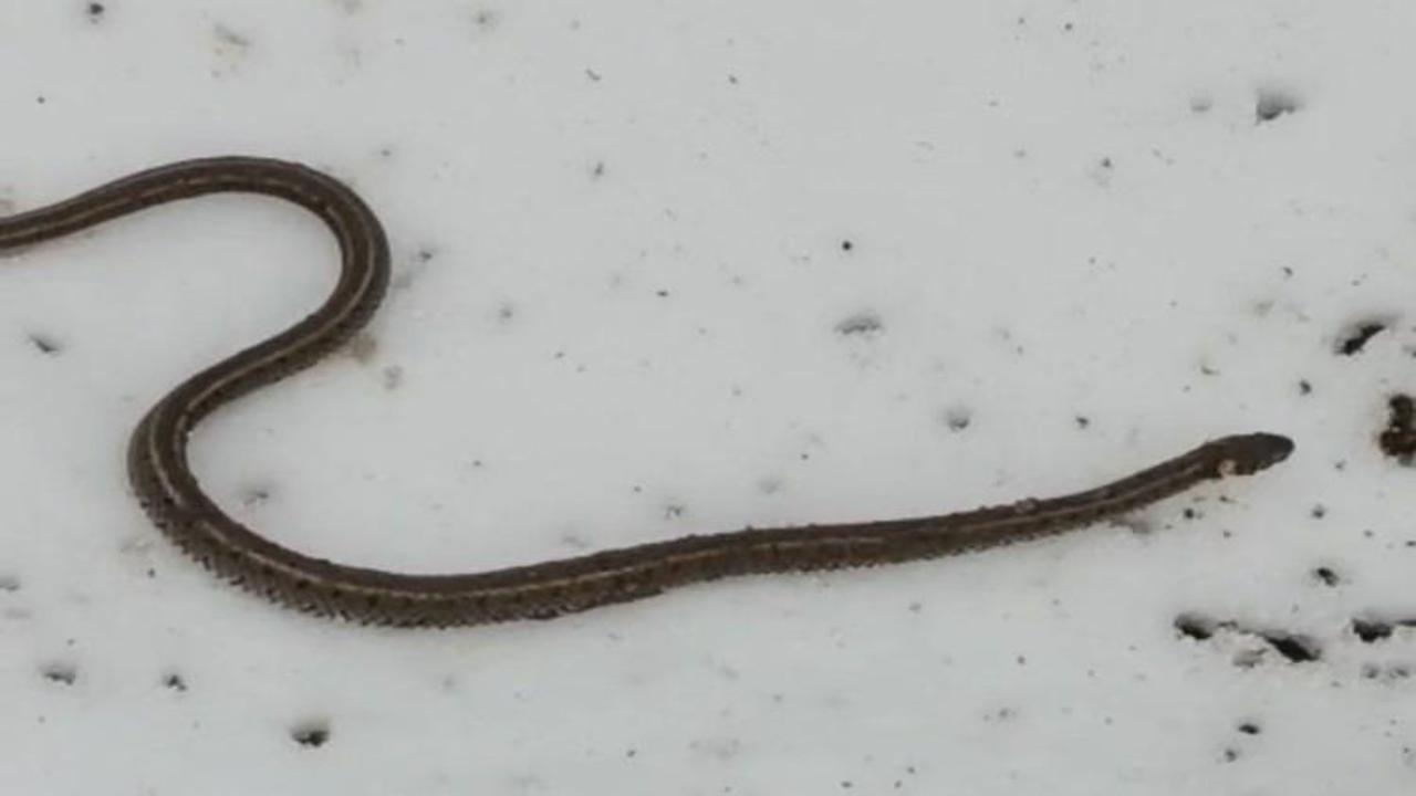 Hakkari'de su arızası sırasında ortaya çıktı! Görüntüsü ve cüssesi ürküttü