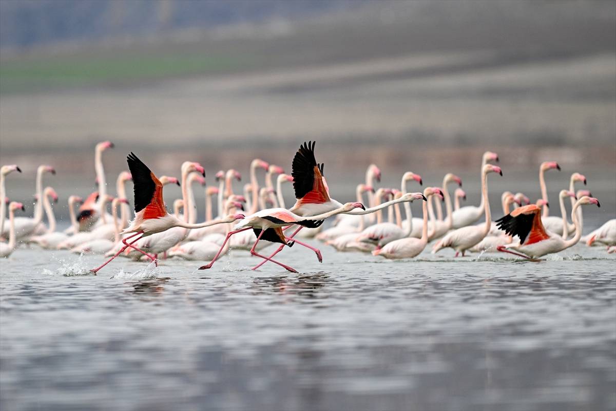 40 yıl sonra geri döndüler: Kayseri Tuzla Palas Gölü flamingolarla yeniden şenlendi