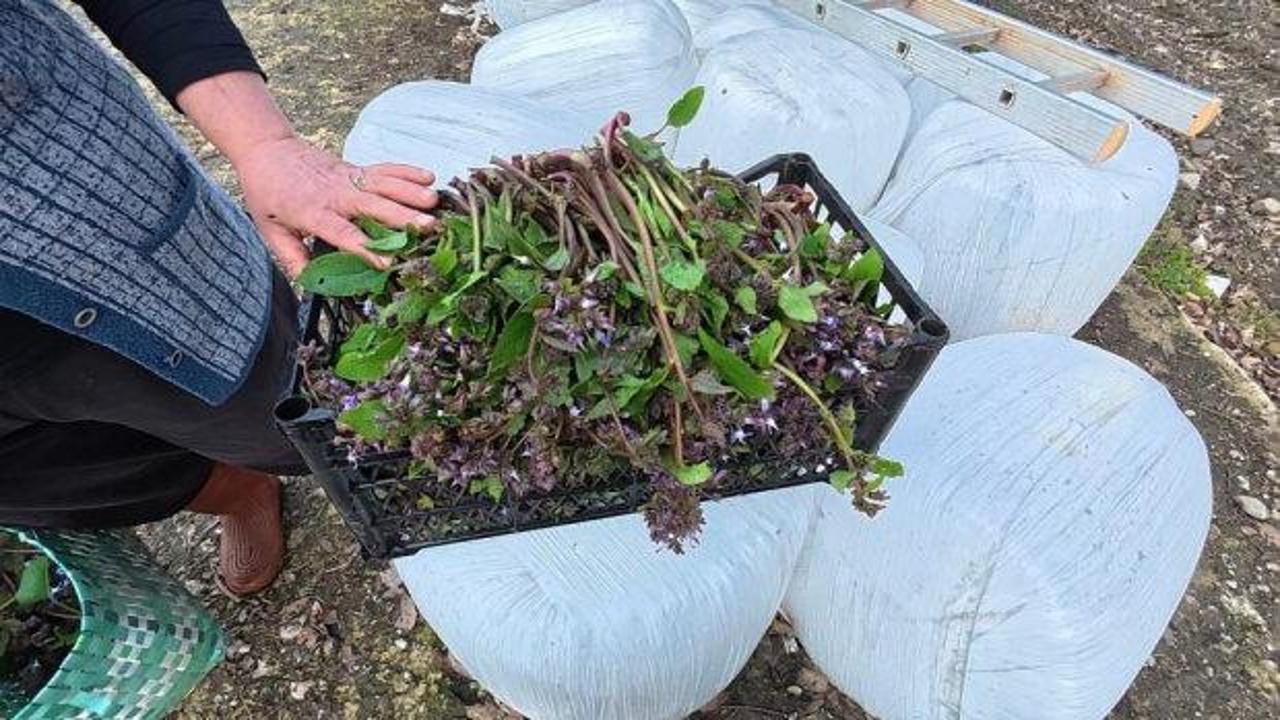 Zılbıt pazarlarda ilgi görüyor