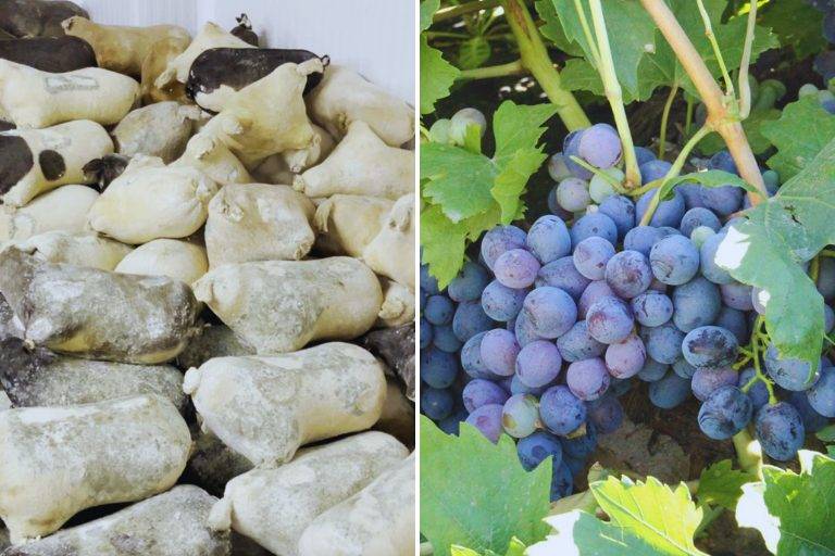 Erzincan’ın ‘tulum peyniri’ ve ‘cimin üzümü’ Ark of Taste listesine alındı