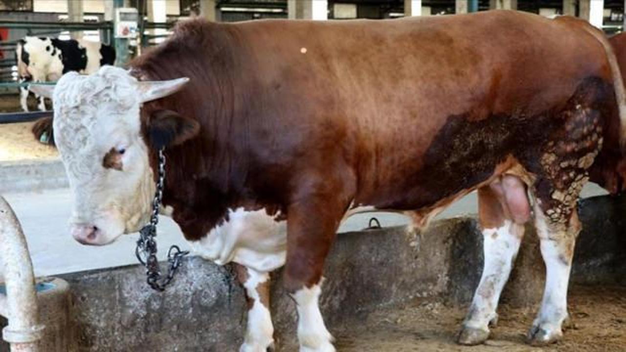 Büyükbaş ve küçükbaş piyasası belli oldu: İşte 2026 kurbanlık fiyatları