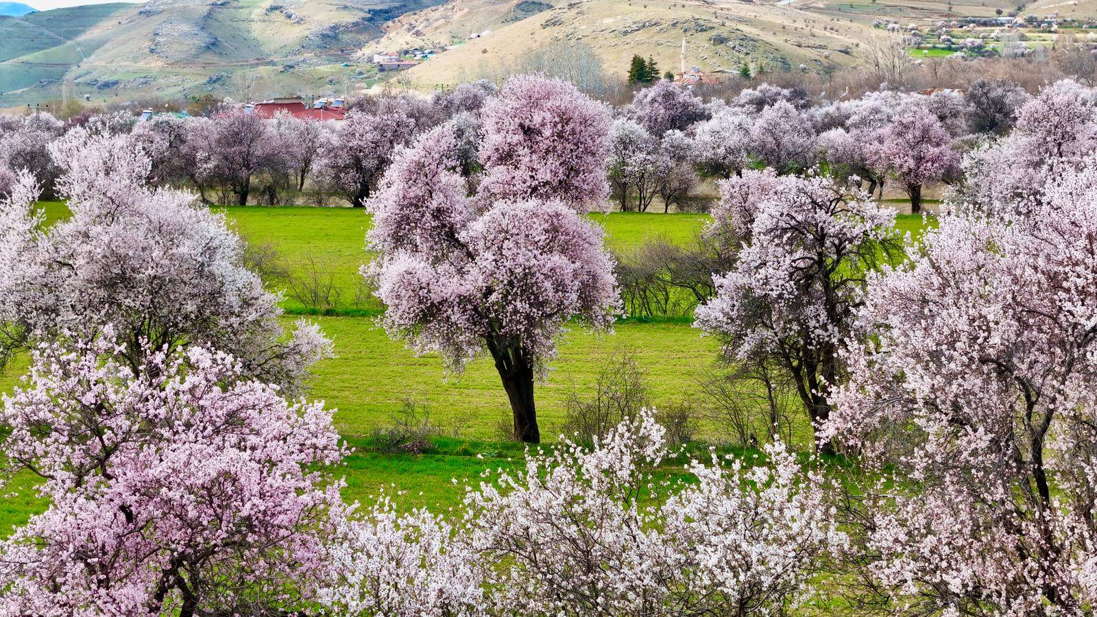 Beyaz ve pembenin eşsiz uyumu: Tunceli’de badem ağaçları çiçek açtı