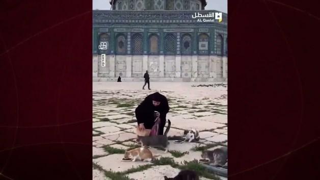 Filistinliler 41 günlük yokluğun ardından Mescid-i Aksa’nın kedilerini besledi