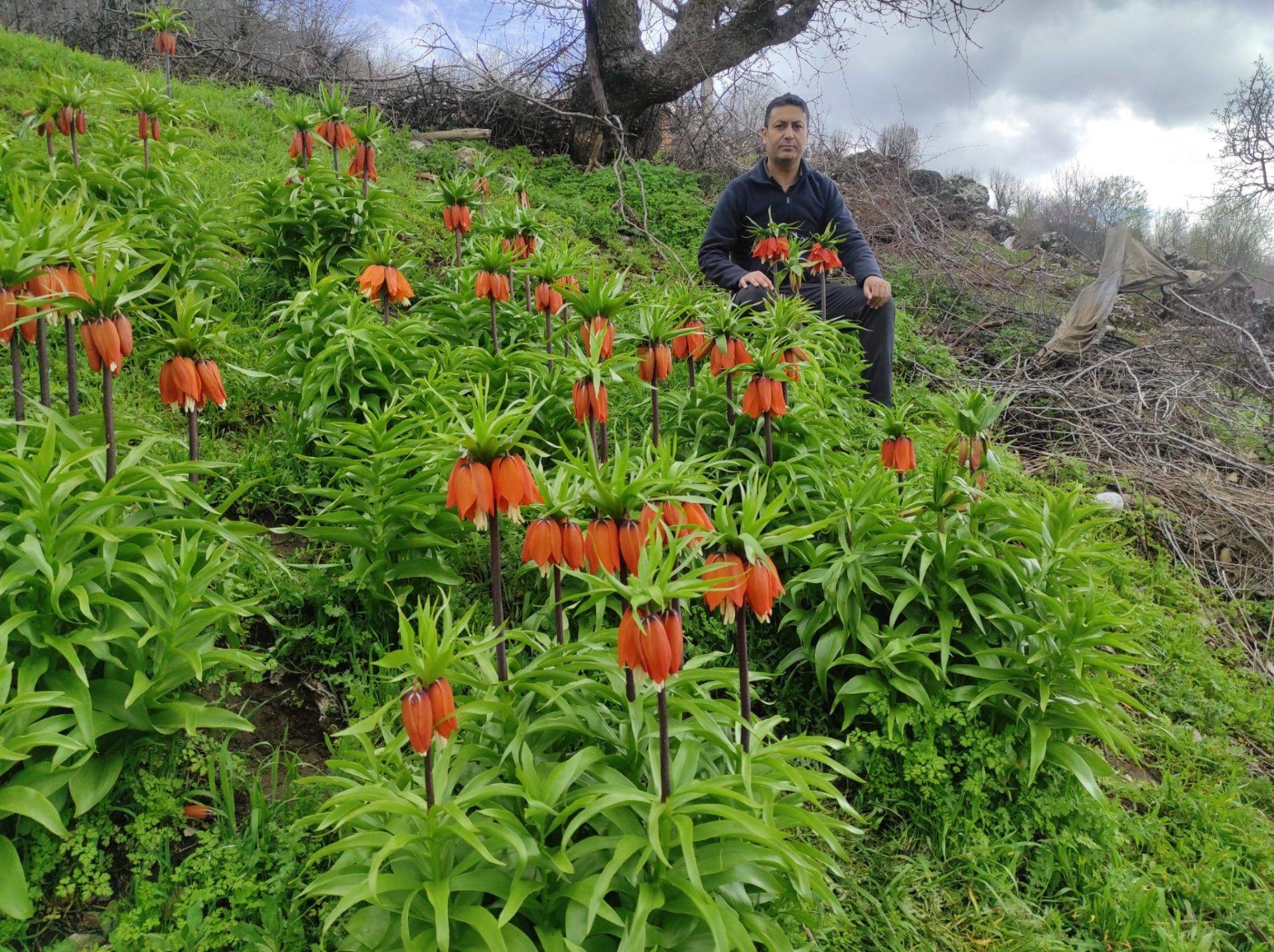 ‘Ağlayan Gelin’ olarak da biliniyor: Batman’da ters laleler mest etti