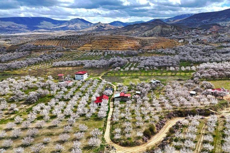 Darende’de görsel şölen: Kayısı ağaçları beyaz örtüyle kaplandı